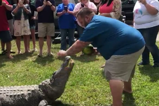 Couple use a live alligator to reveal their baby's gender