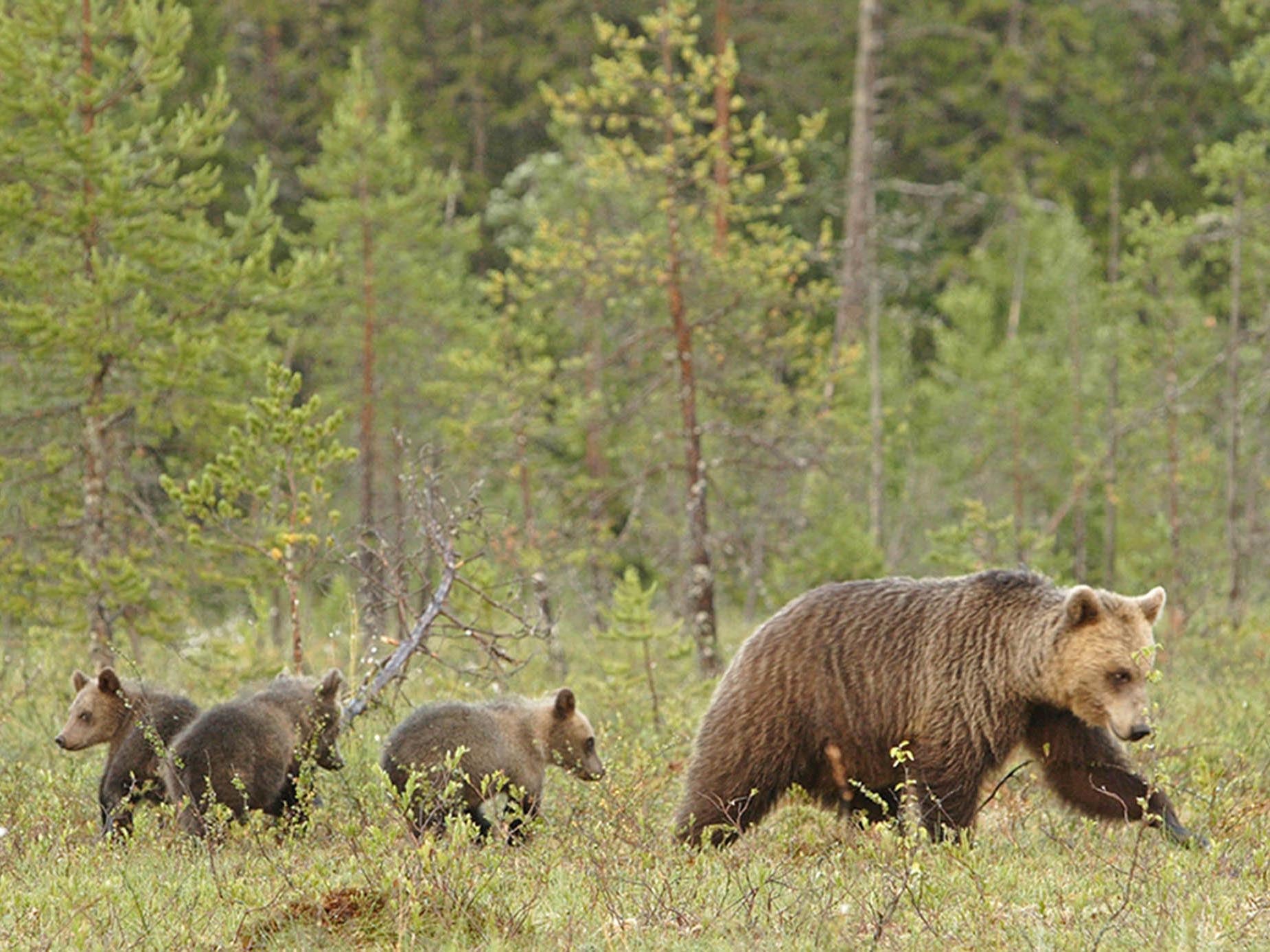 Brown bears are widely distributed across the world (File photo)