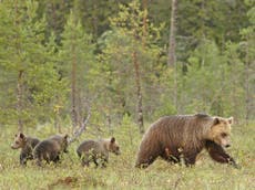 Female bears evolve to hunting threat by raising cubs for longer