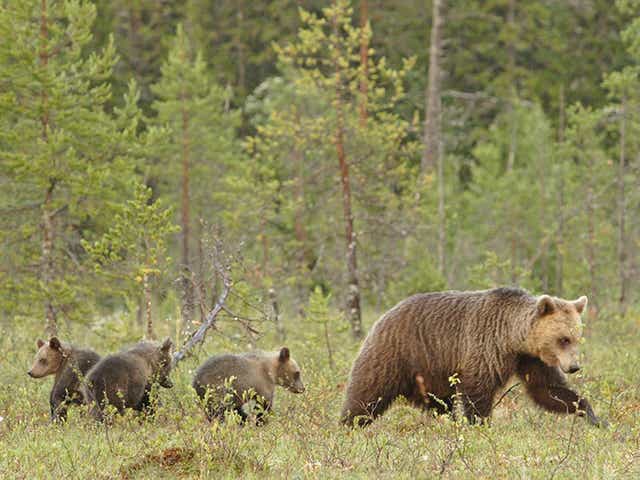 A family of Scandinavian brown bears