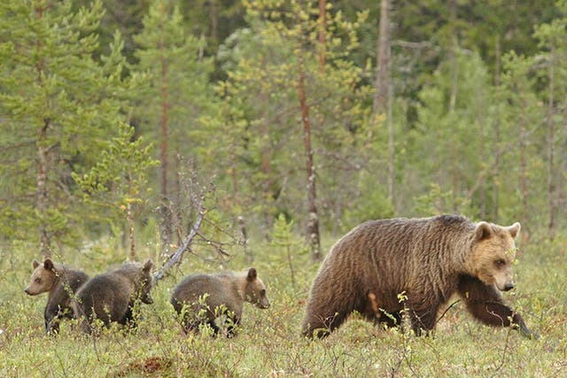 A family of Scandinavian brown bears