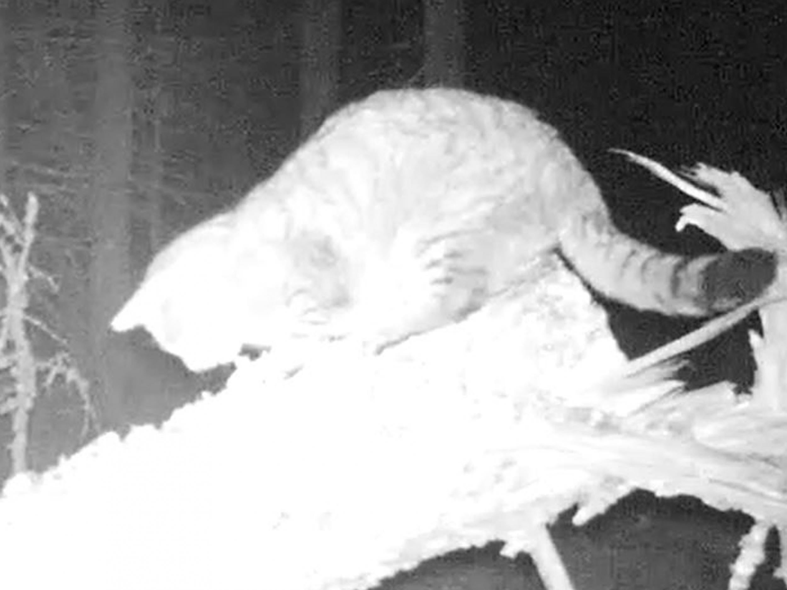 The footage was captured by a movement-operated camera in the Scottish Highlands