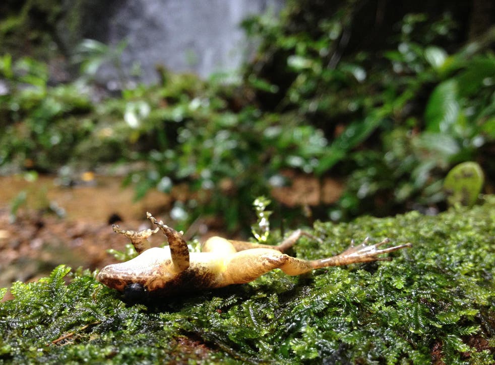 Scientists have described rainforests falling silent as the fungal disease Bd wiped out their frog inhabitants
