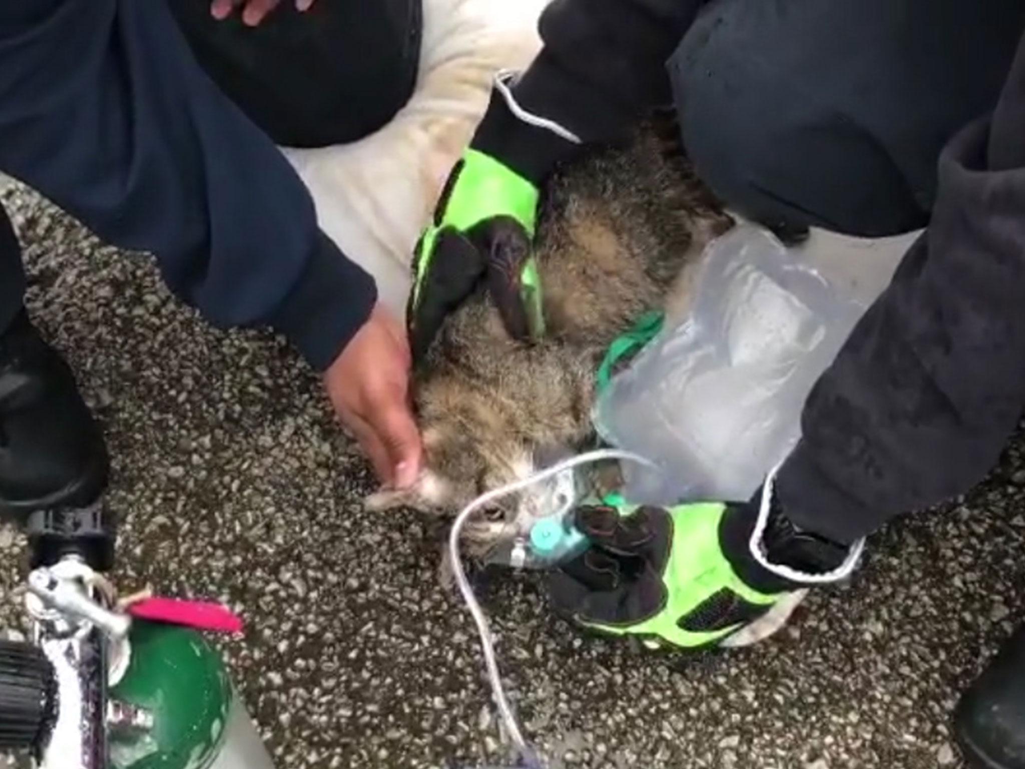 Firefighters use oxygen mask to resuscitate cat found in burning building