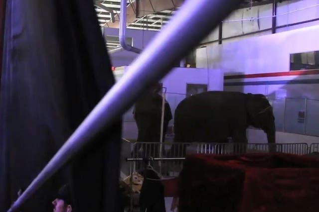 The two elephants in a pen behind the scenes during a noisy circus show, showing signs of distress