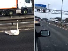 Swan causes huge Easter traffic jam on M6 motorway