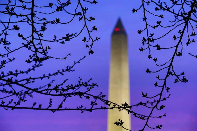 Cherry tree buds are silhouetted against morning sky near the Washington Monument on 27 March, 2018