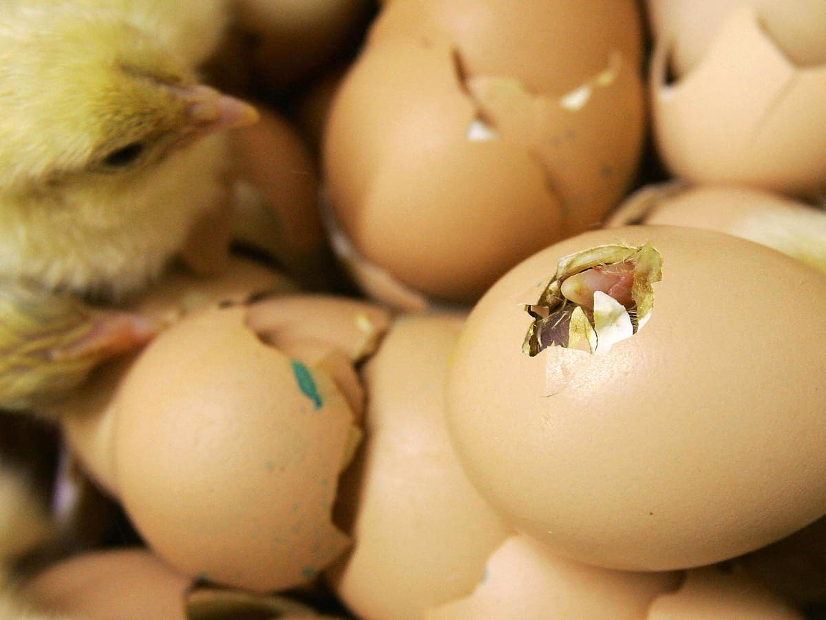 Look At This GIANT CHICKEN EGG! What's Inside? Let's Crack It