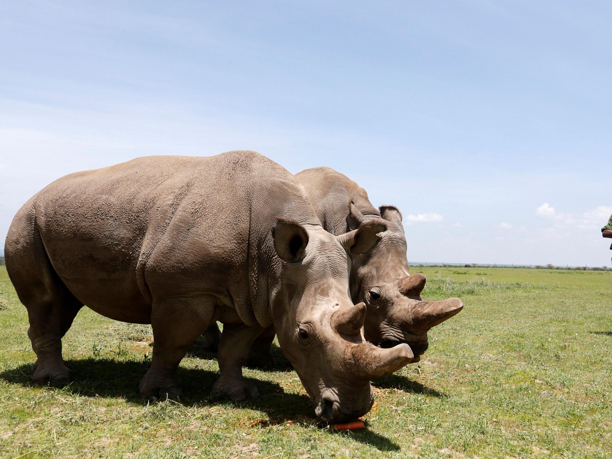 Najin and her daughter Fatou, the last two northern white rhino females, graze near their enclosure at the Ol Pejeta Conservancy in Laikipia National Park, Kenya