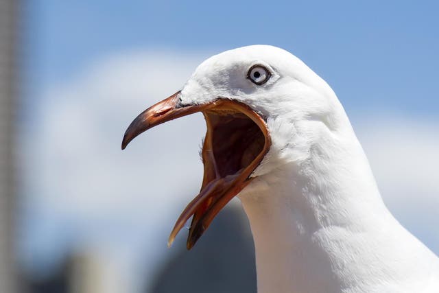 Related video: Seagull steals tourist's GoPro