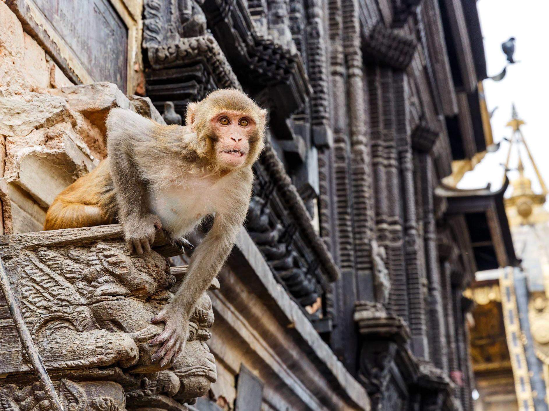 A Rhesus monkey has been identified as the likely species that attacked the baby