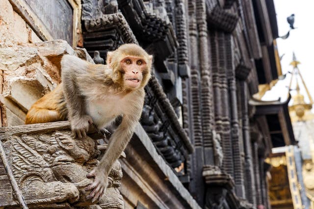 A Rhesus monkey has been identified as the likely species that attacked the baby