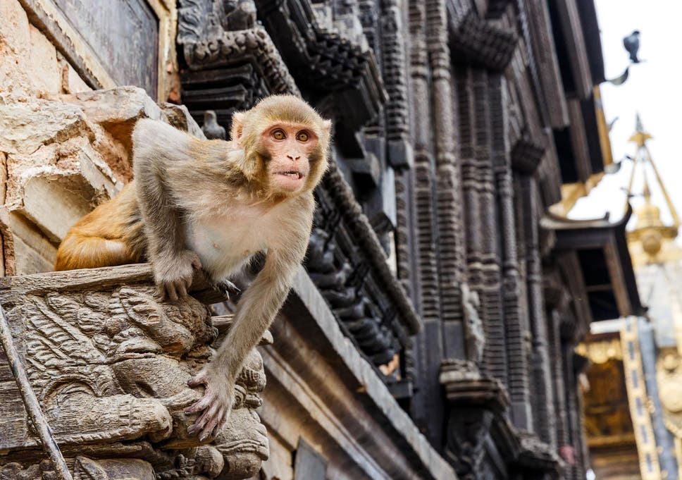 A Rhesus monkey has been identified as the likely species that attacked the baby 