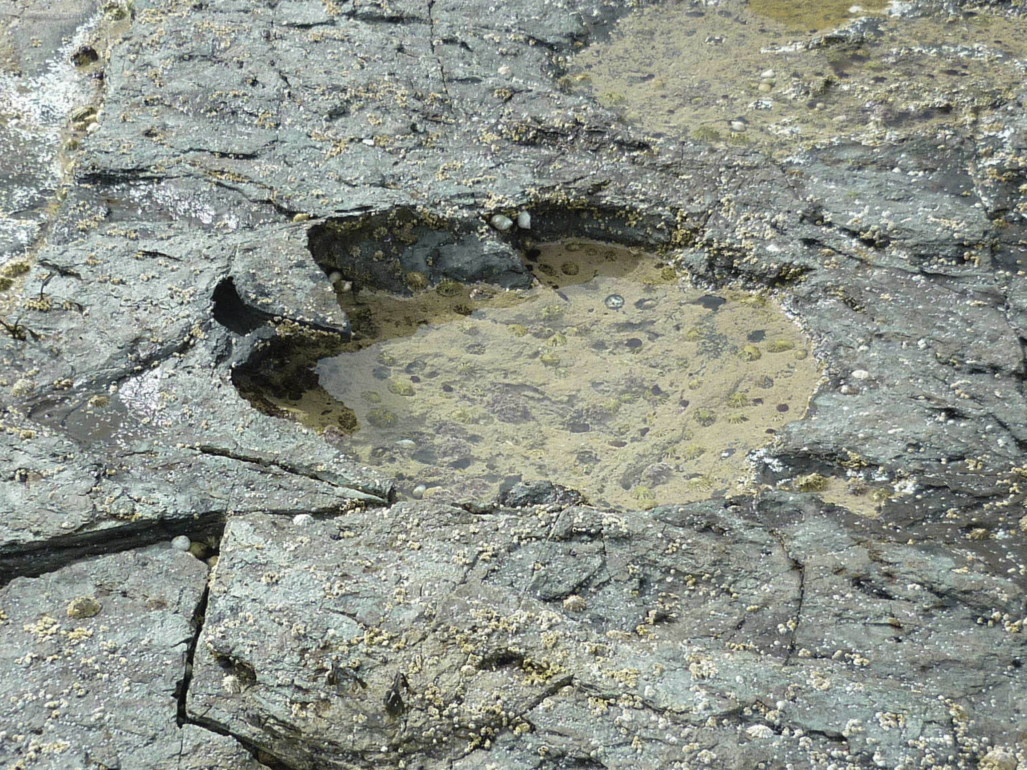 The footprints were made by the 'older cousin' of the Tyrannosaurus rex