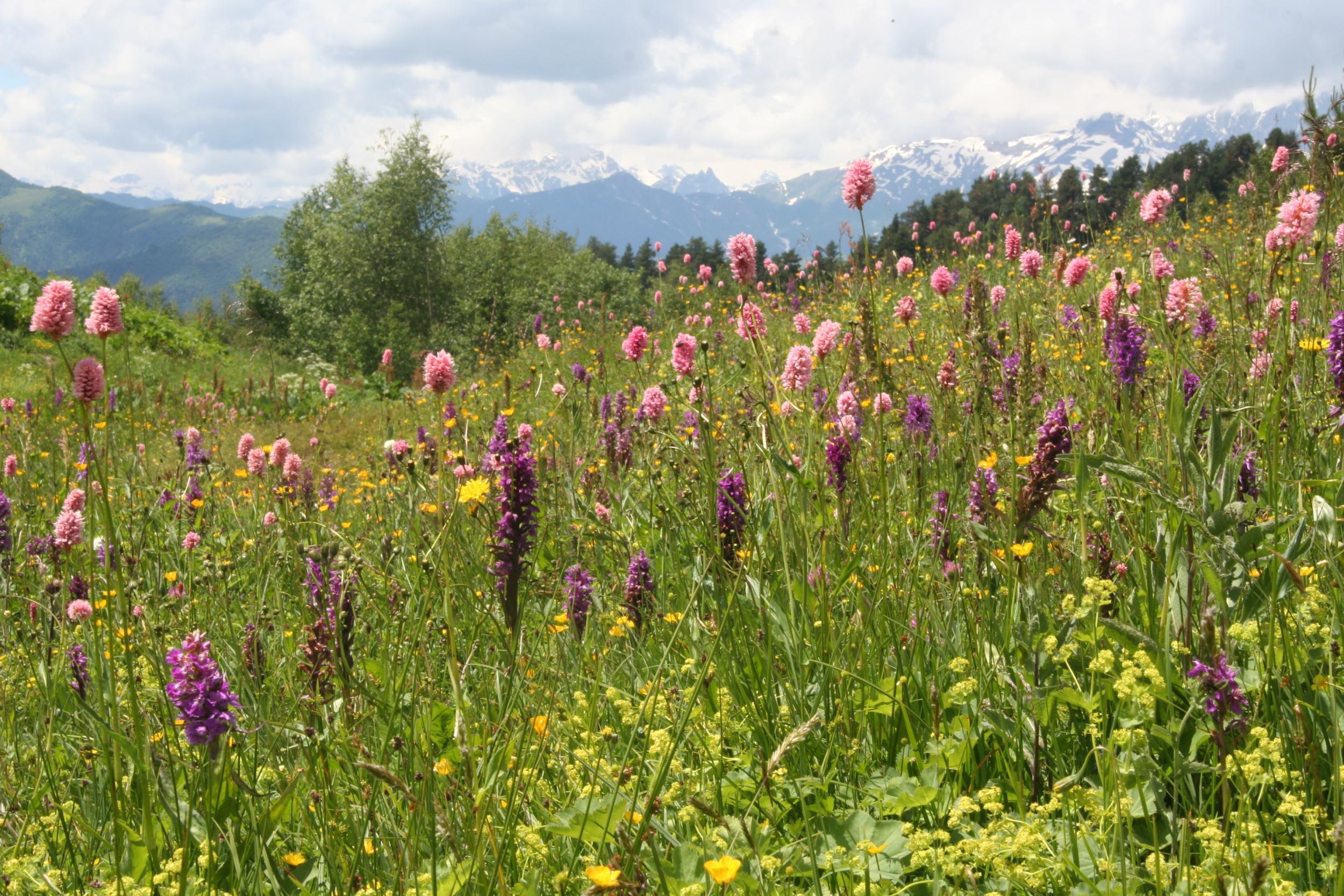 Wild orchids bloom in a high altitude Svaneti meadow