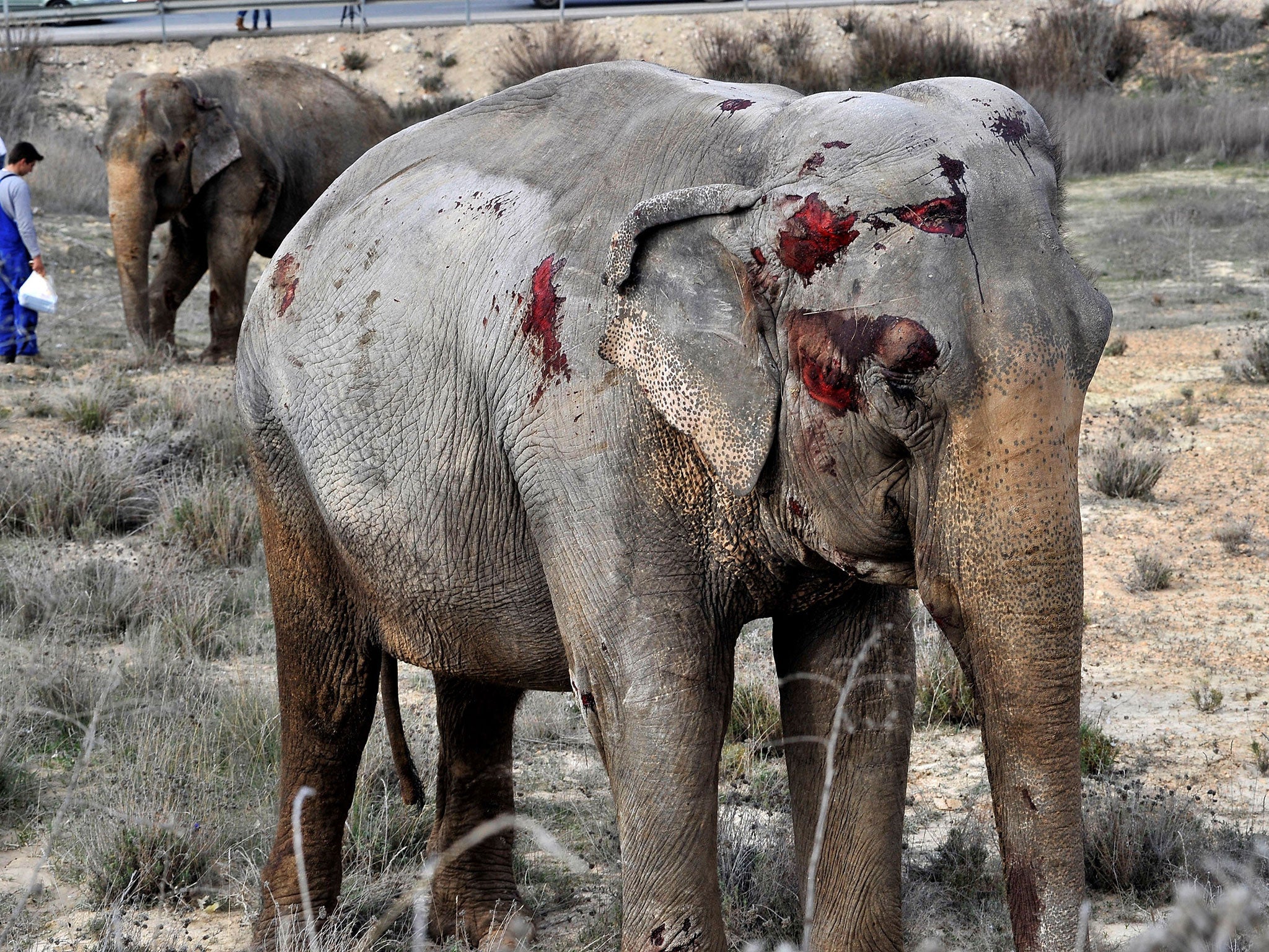 Two of the elephants suffered injuries to their faces, trunks and legs