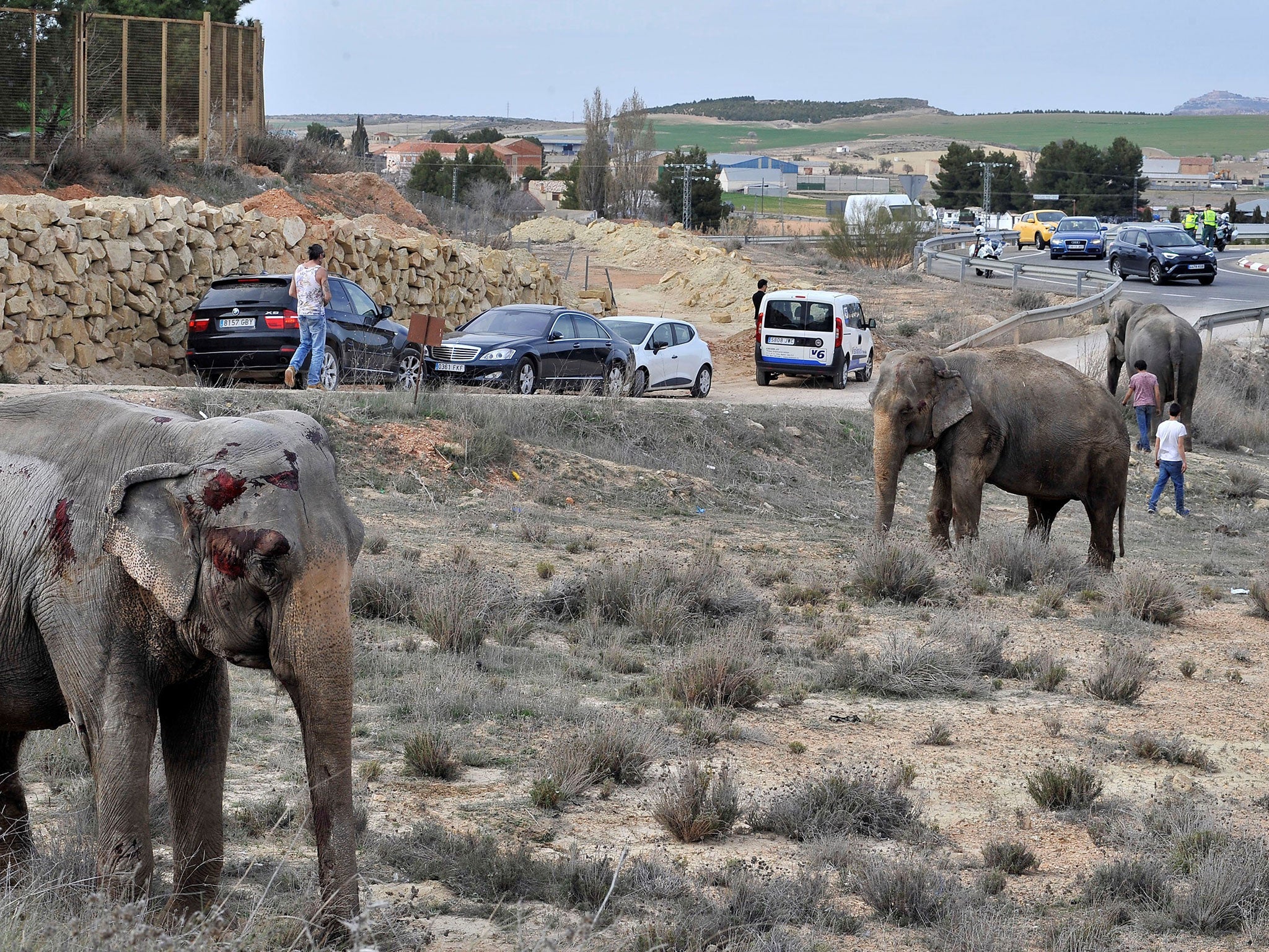 The four surviving elephants wandered the road, which was forced to close