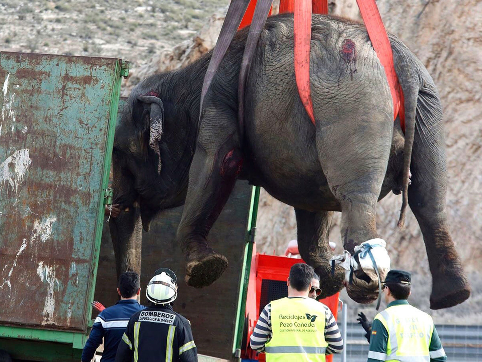 The four surviving elephants are being treated by vets