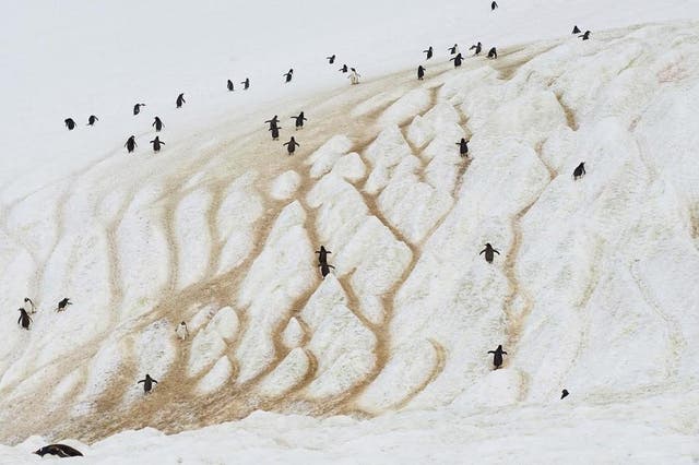 Penguins don’t see humans as predators and can surround you for hours if you do not move much