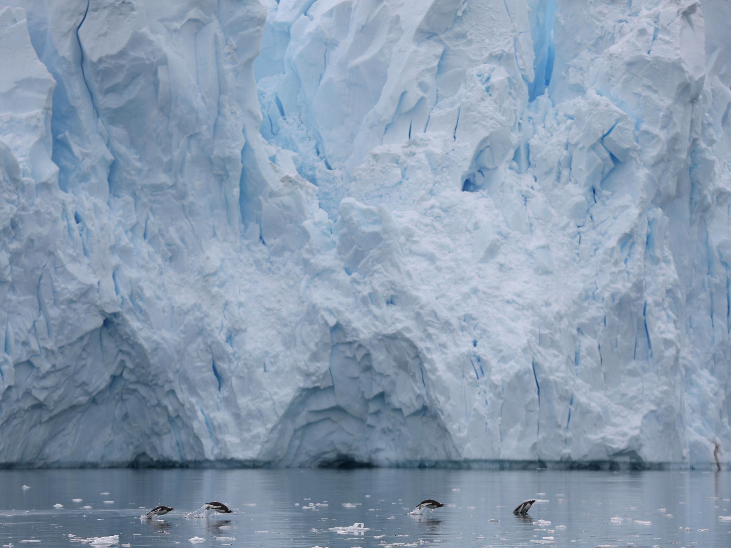 Penguins swim next to a glacier in Neko Harbour