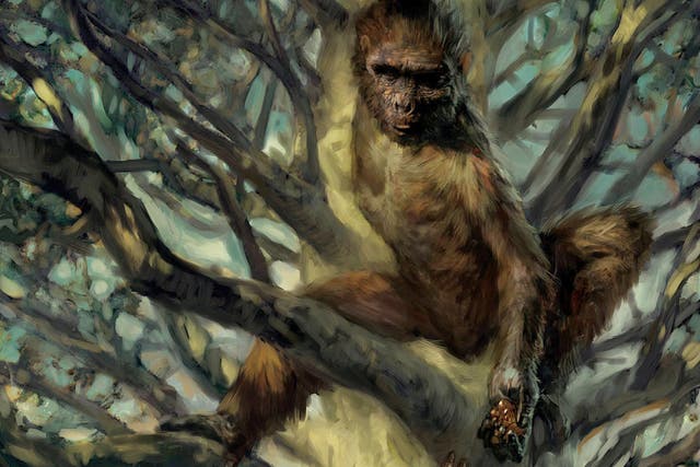 Analysis of the ancient human relative Ardipithecus has revealed despite its tree-climbing lifestyle it was able to walk like a human