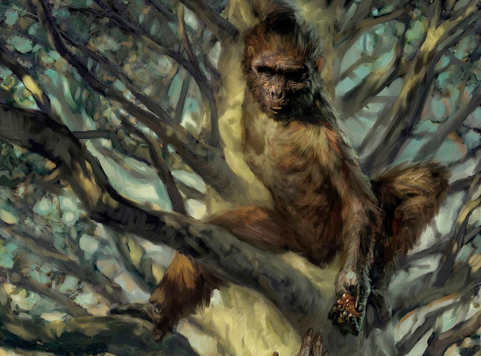 Analysis of the ancient human relative Ardipithecus has revealed despite its tree-climbing lifestyle it was able to walk like a human