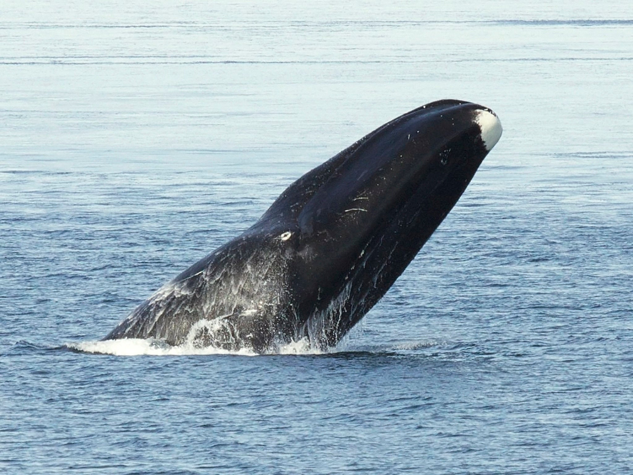Bowhead whale breaches off the Alaskan coast