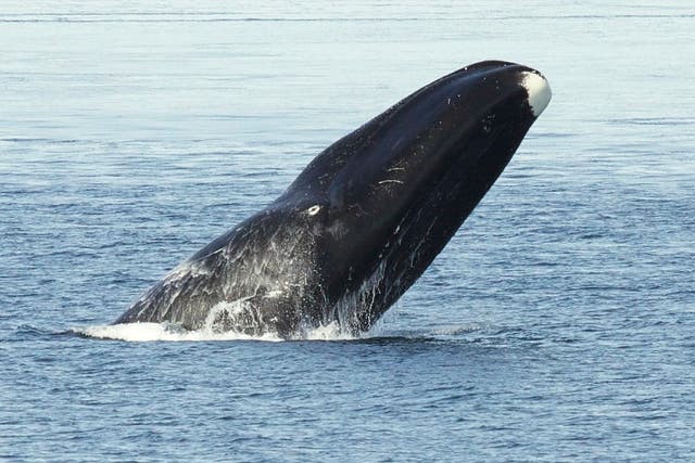Bowhead whale breaches off the Alaskan coast