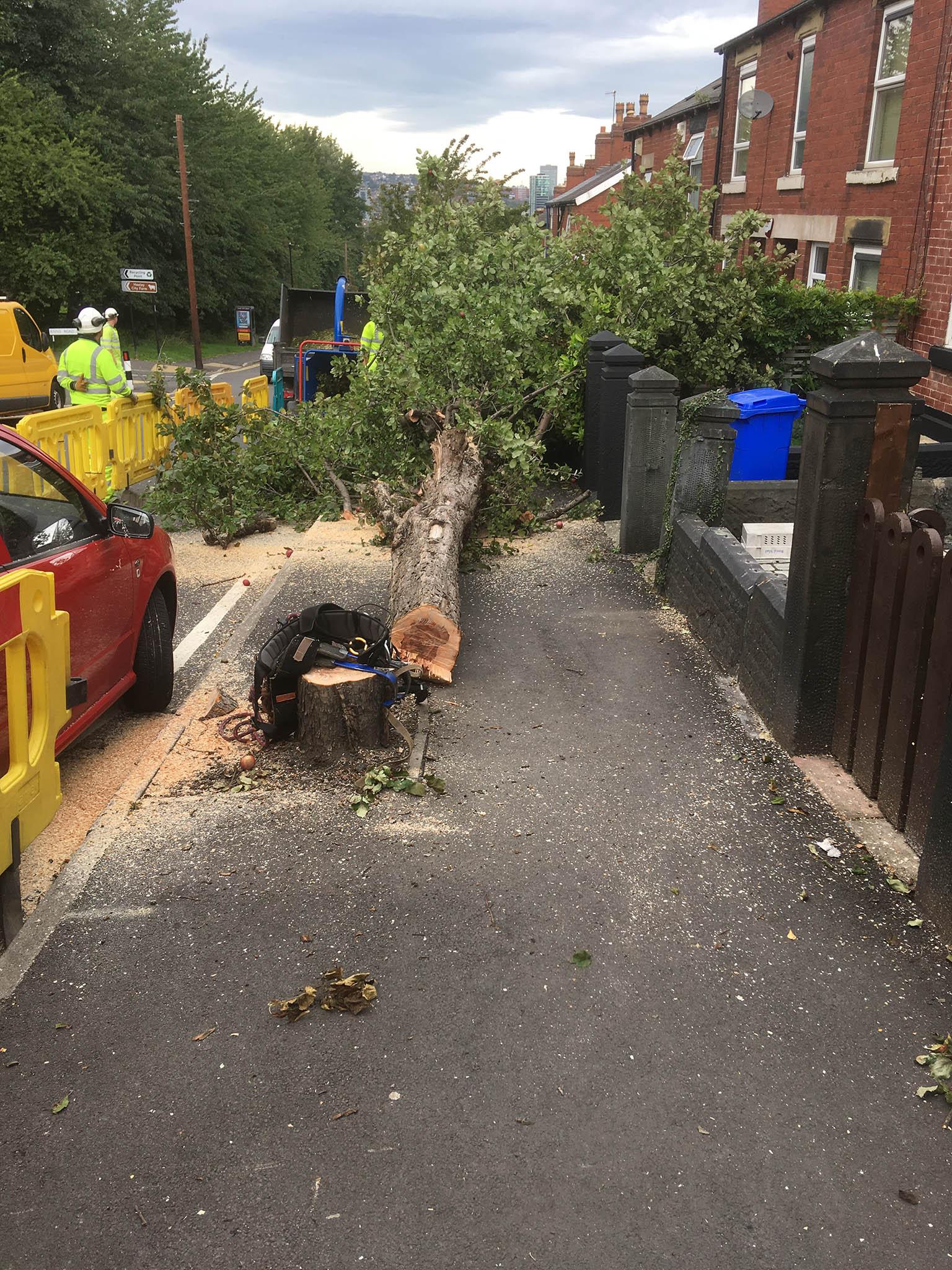 Targeted trees, the council argued, were either dying, dangerous or had roots causing damage to roads and footpaths
