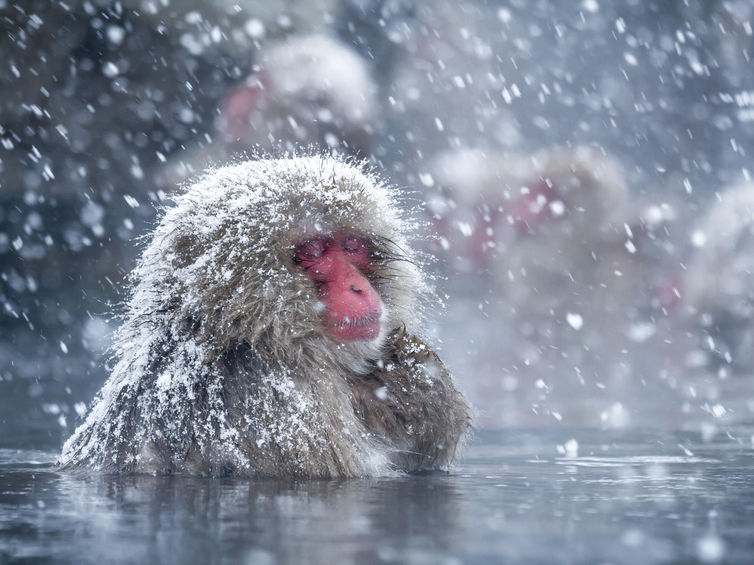 Japanese macaques are well known for taking baths in hot springs, and now researchers have confirmed they do this to de-stress, just like humans