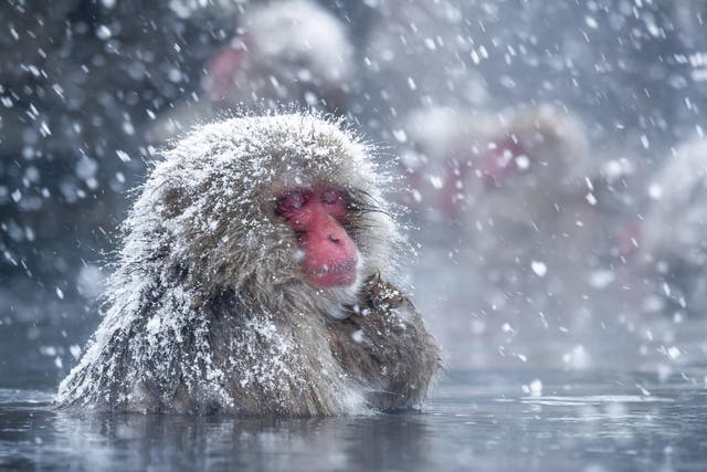Japanese macaques are well known for taking baths in hot springs, and now researchers have confirmed they do this to de-stress, just like humans