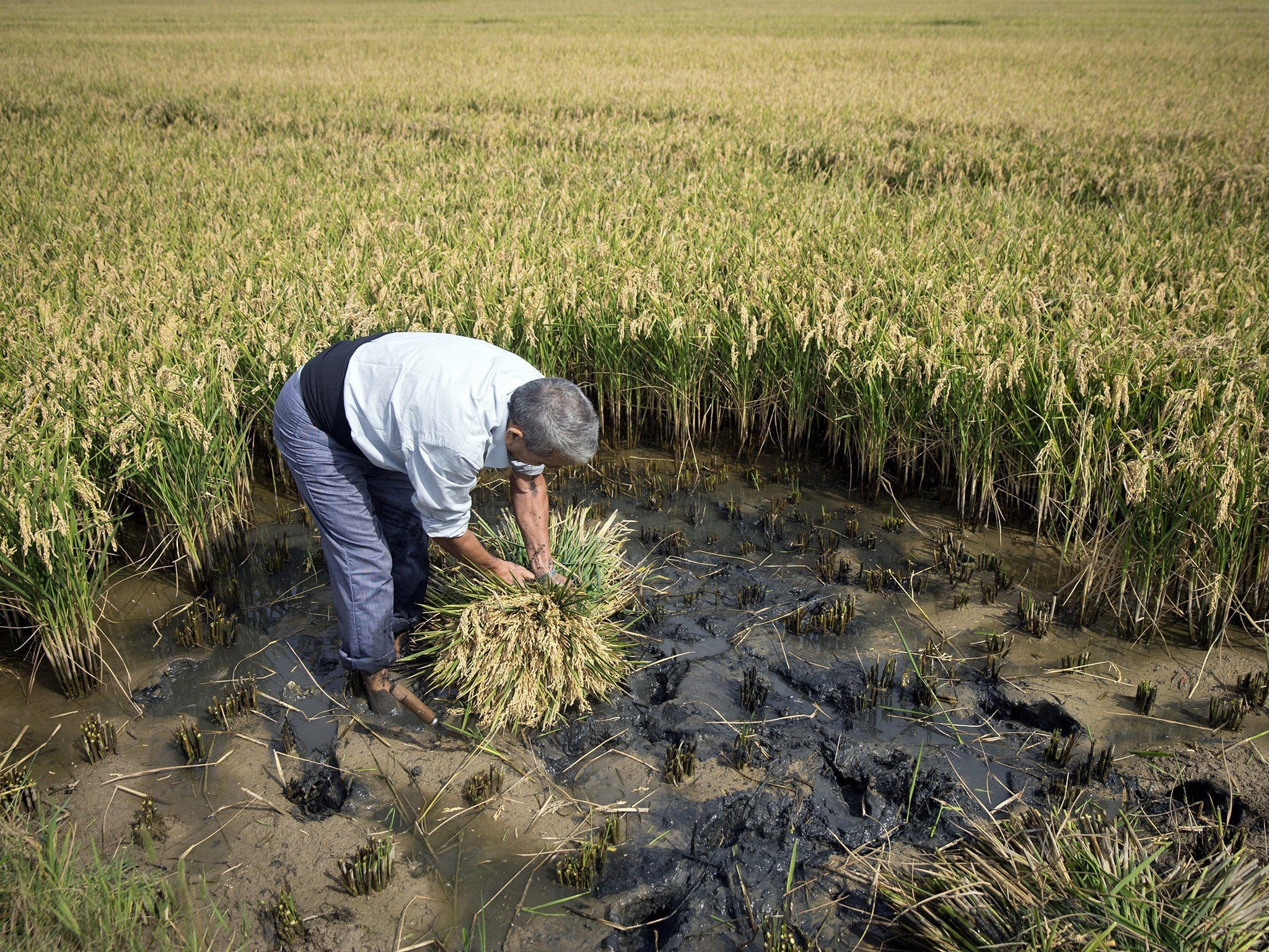 The rice harvest in Catarroja, Valencia is much denser than in Asia (Rex )