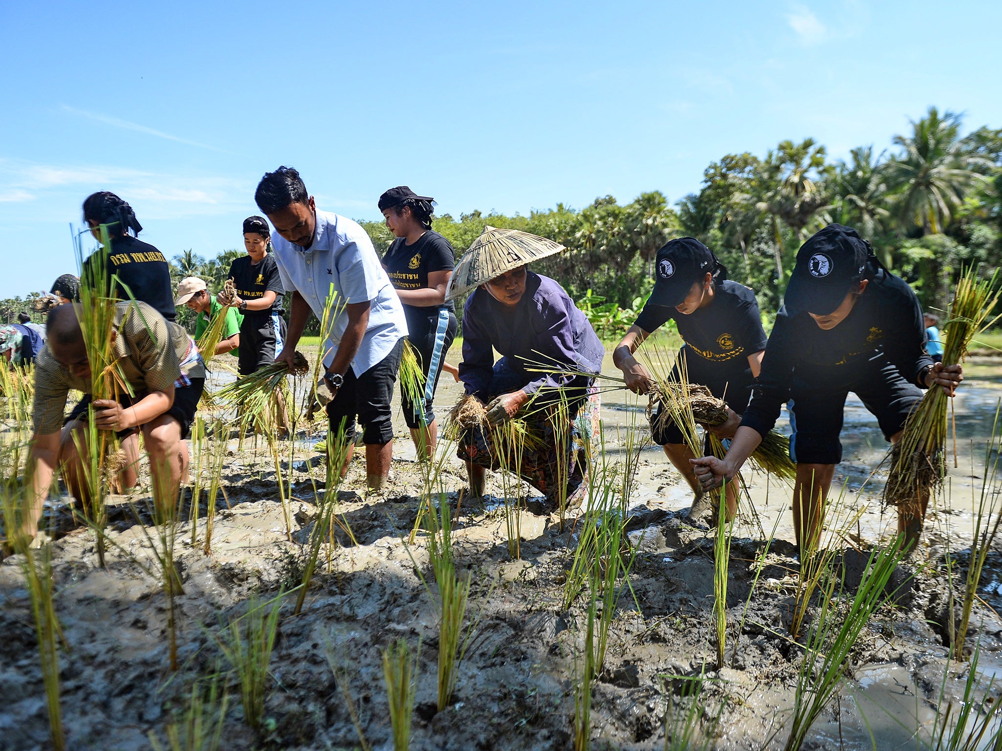 Thailand is the world's sixth largest producer of rice. Here Thai Muslim and Buddhist farmers working together to harvest rice in Mai Kaen, Pattani province