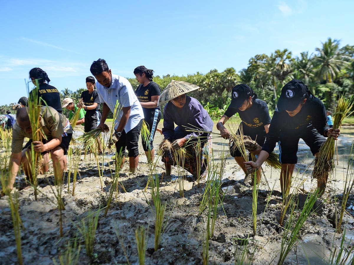 How Rice Is The Most Important Thing On The Table And Not Just In Asia The Independent The Independent