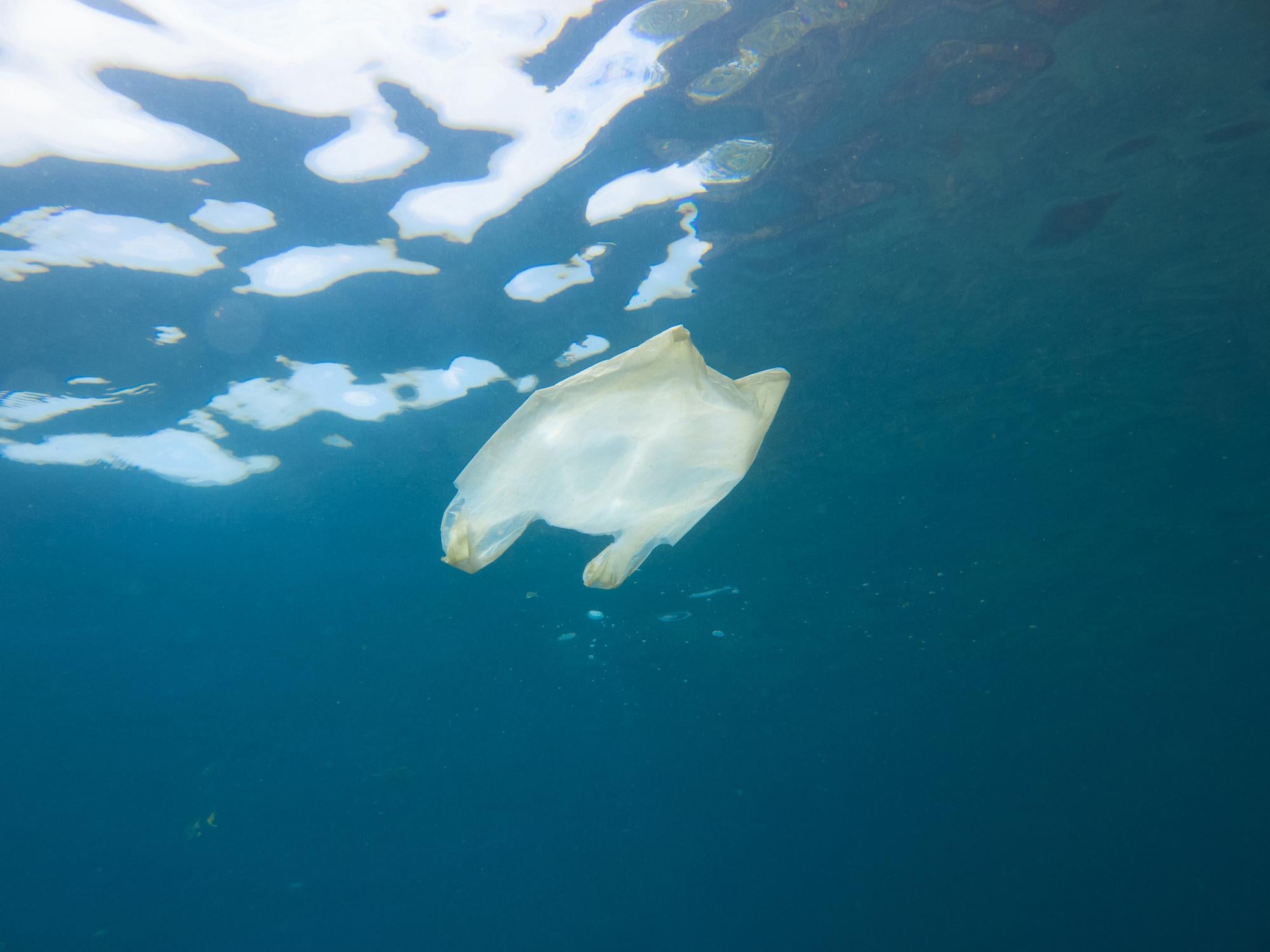 A discarded plastic bag floats at the surface of the sea