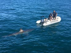 Great white shark interrupts police operation by stalking dinghy