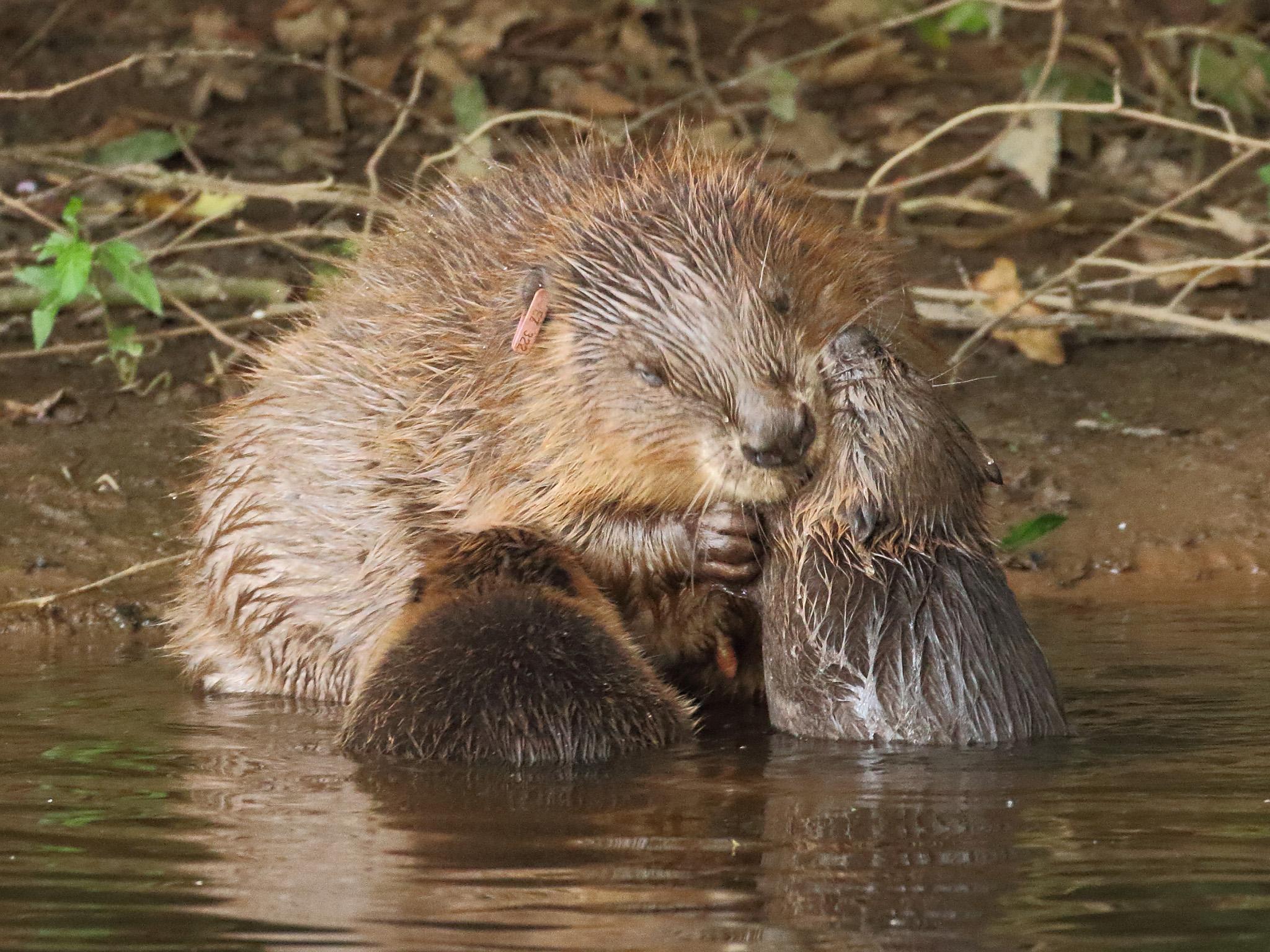 A female wild beaver tending to her young, known as kits, on the River Otter in East Devon
