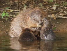Wild beaver killed by car during flash flood