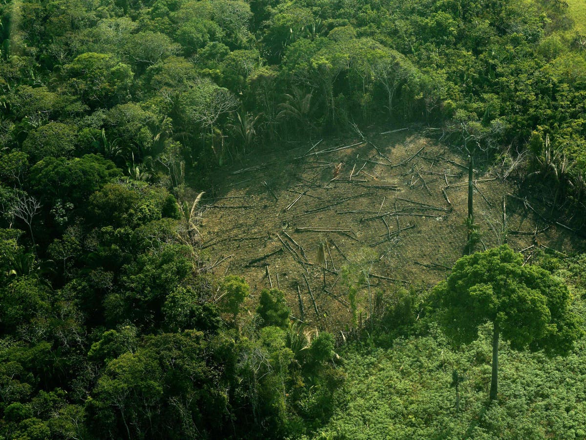 Lifting Sugarcane Farming Ban Would Be Last Straw For Amazon Rainforest Warn Brazilian Environmentalists The Independent The Independent