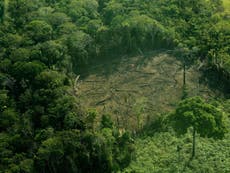 Lifting sugarcane farming ban would be ‘last straw’ for Amazon