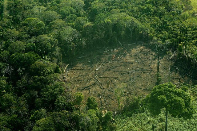 In an open letter, 60 Brazilian NGOs have warned a change to the sugarcane farming laws could pave the way for more deforestation in the Amazon rainforest