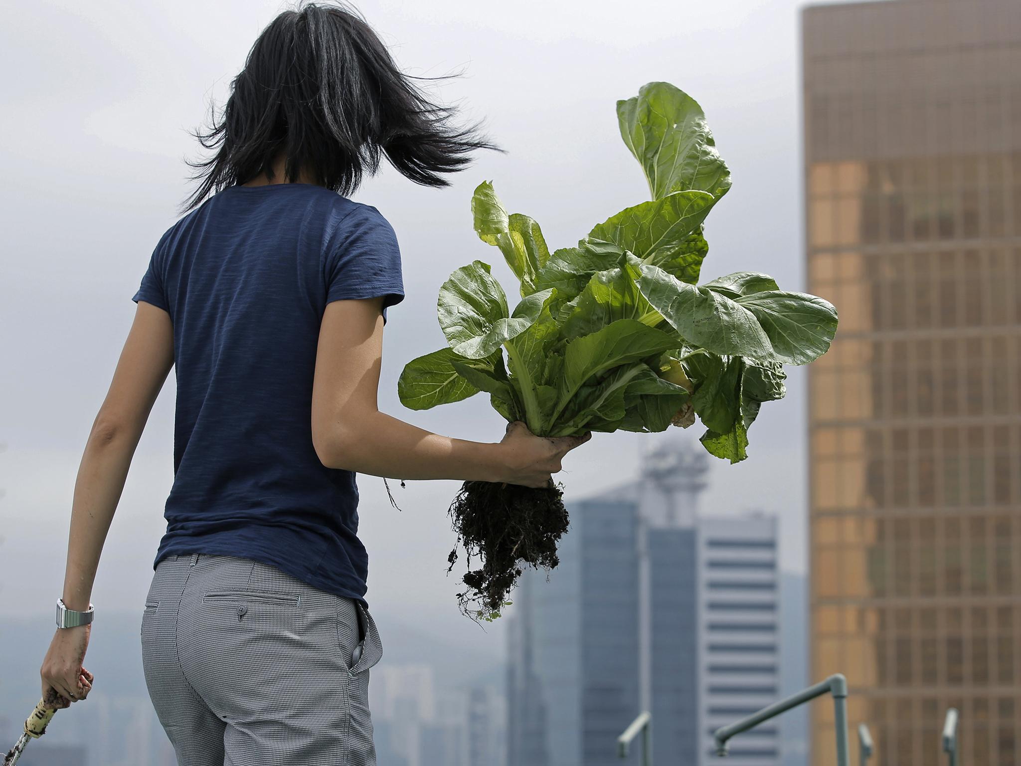 Research shows there is around 1,500 rooftop farmers in the city, cultivating a total area of around 1½ hectares