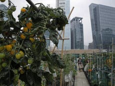 Hong Kong’s skyline farms harvest more happiness than food