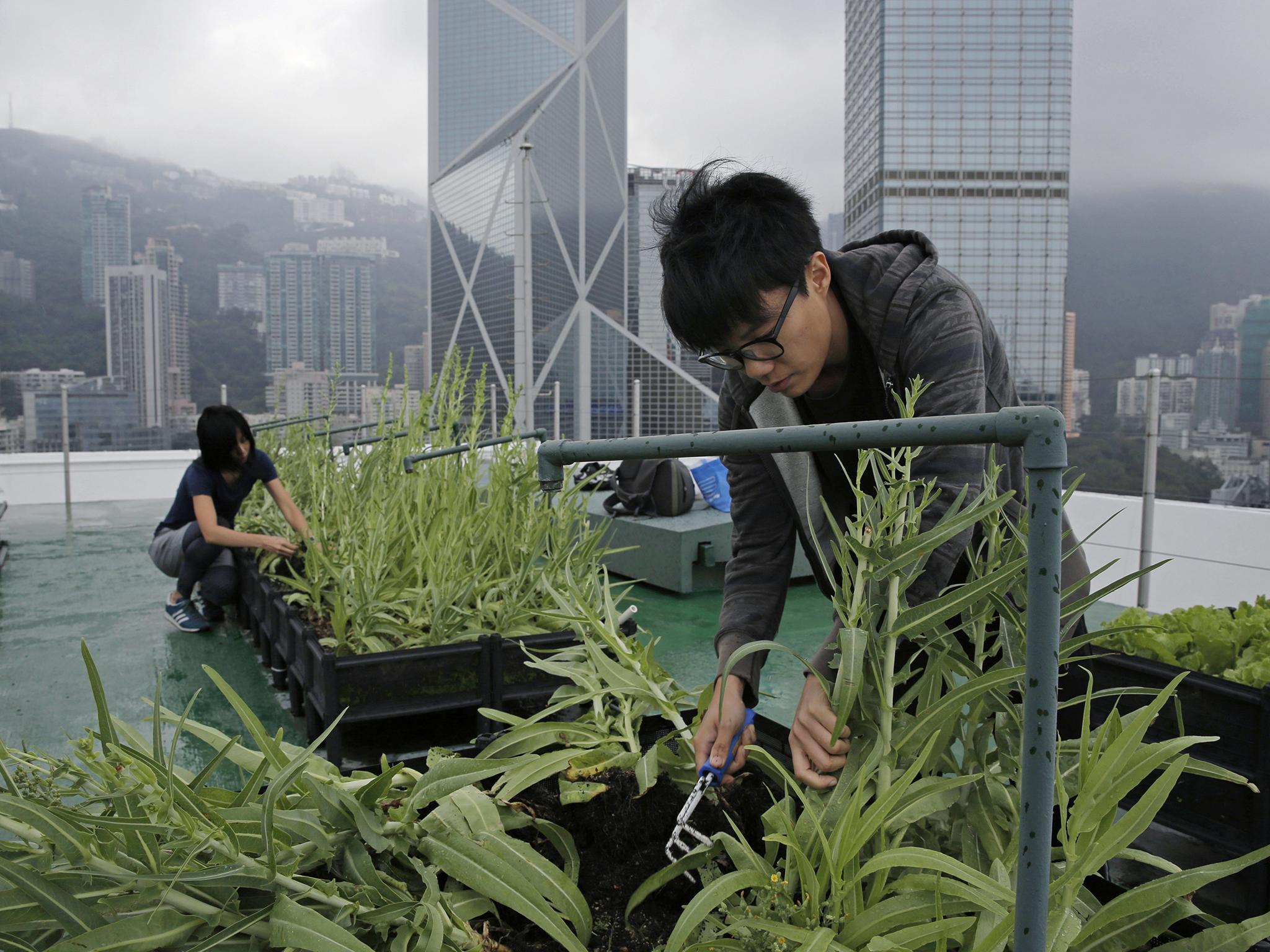 Volunteers grow crops suitable to Hong Kong’s cool winter climate, such as kale, cabbage, radishes and carrots