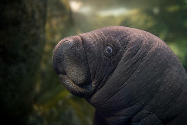 A manatee baby swimming in the manatee tank of the Zoological parc of Beauval