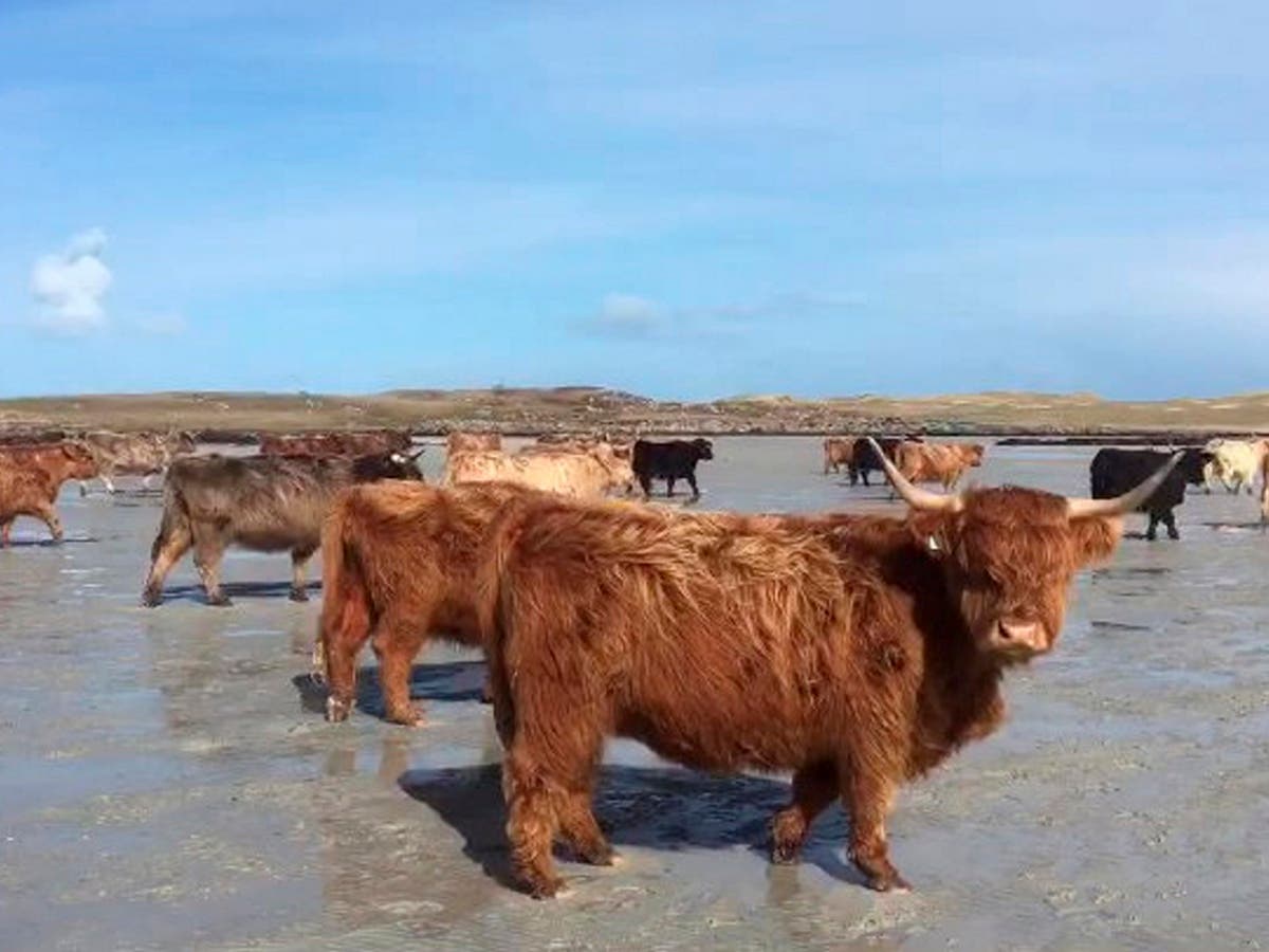 Highland cows make breathtaking journey to uninhabited Scottish island ...