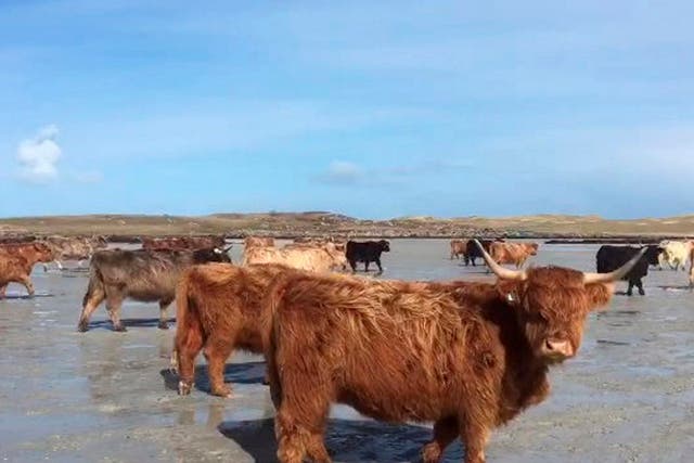 Angus MacDonald has kept Highland Cows for almost 50 years