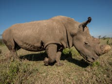 Bring the northern white rhino back ‘Jurassic Park’-style is futile