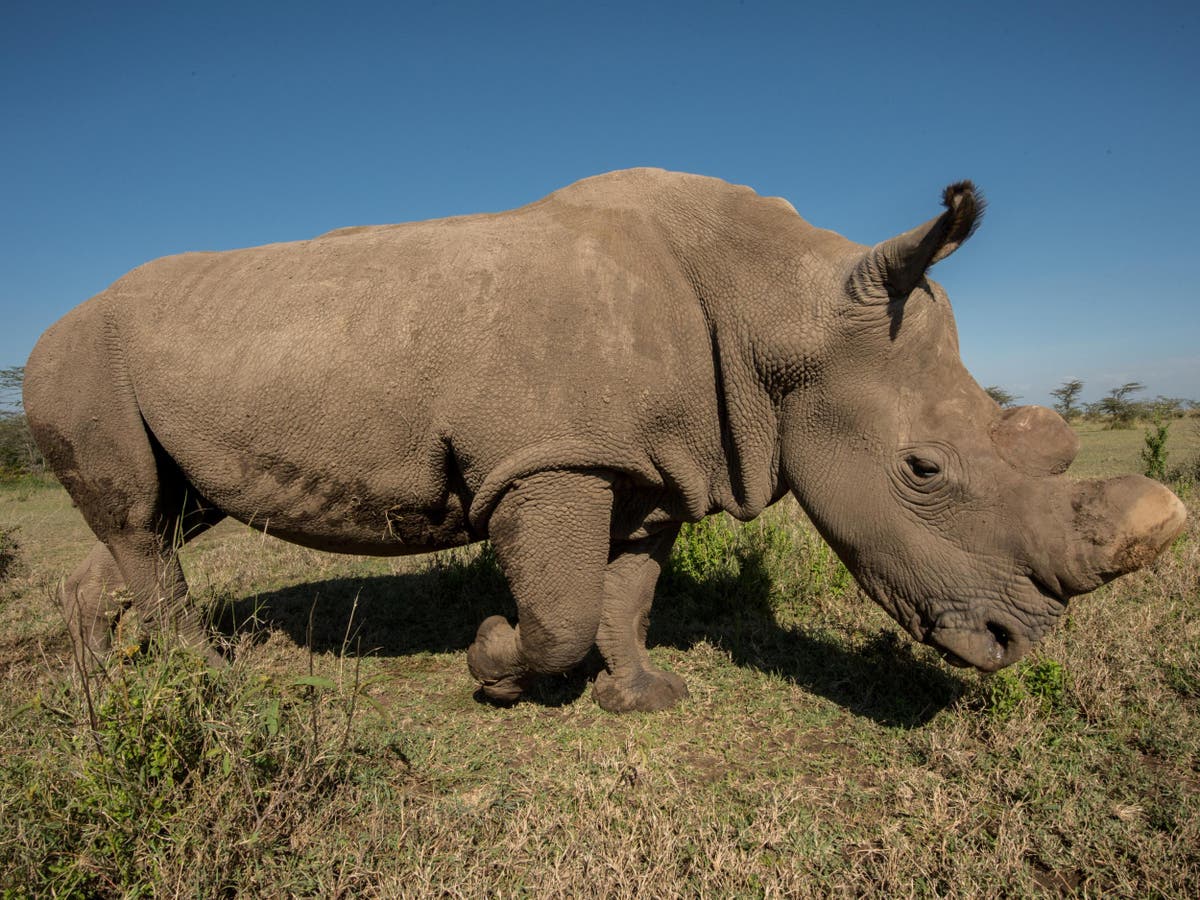 Africa's northern white rhino shouldn't be resurrected 'Jurassic  Park-style' | The Independent | The Independent