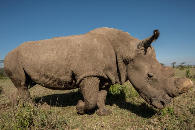 The death of Sudan leaves his daughter and granddaughter as the only ‘living dead’ of their subspecies